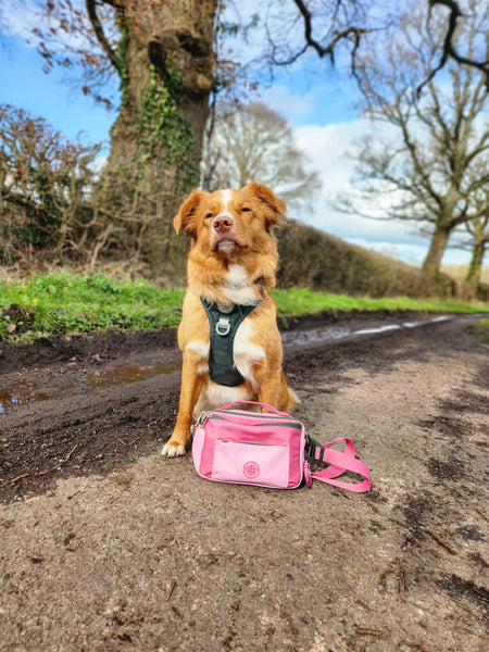 All In One Bumbag - Walkies Ready® Pink/Green