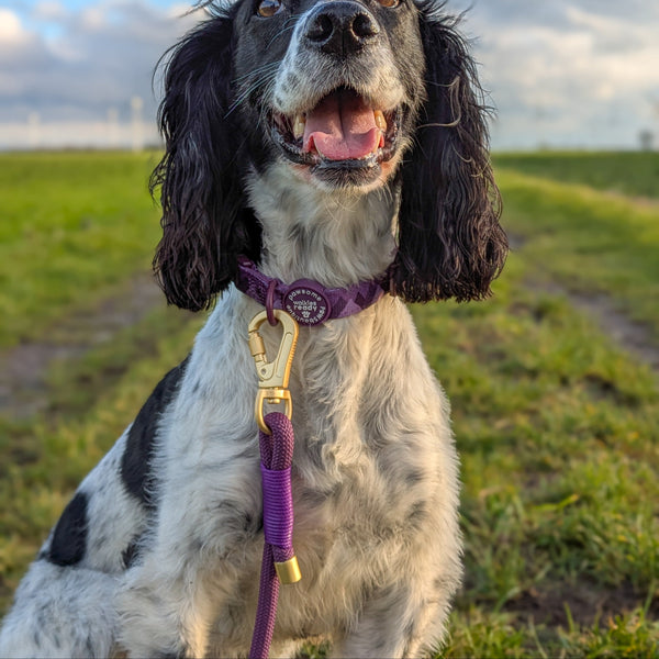 4ft Rope Lead - Walkies Ready® Plum