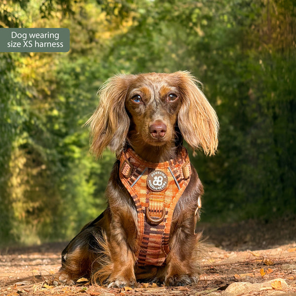 Tough Trails™ Harness -  Golden Acre