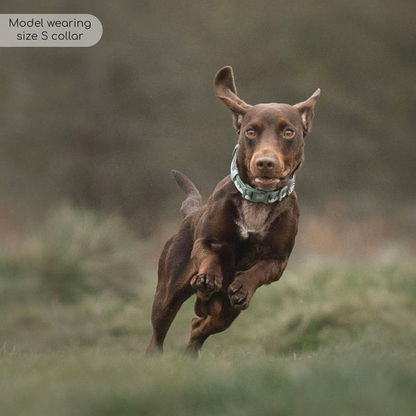 Collar – Walkies Ready® Forest Green