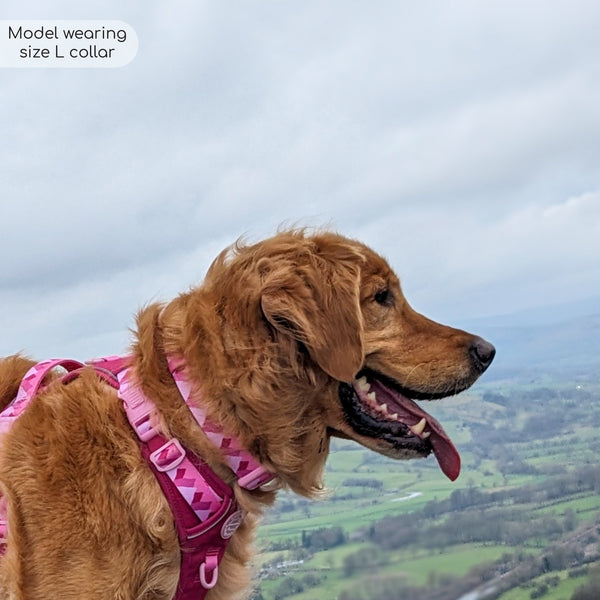 Collar – Walkies Ready® Raspberry Pink