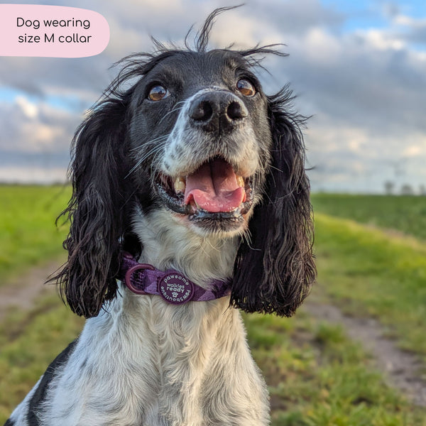 Collar – Walkies Ready® Plum