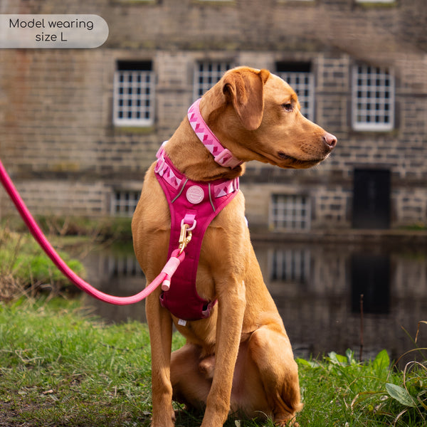 Collar – Walkies Ready® Raspberry Pink