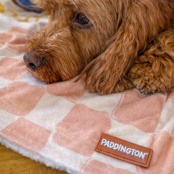 Paddington™ Dog Blanket - Peckish Paddington