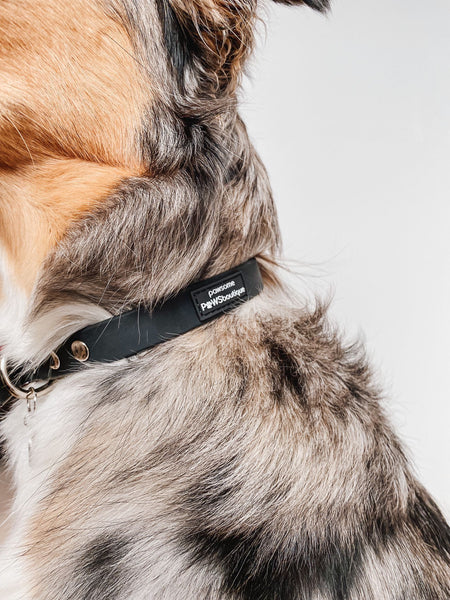 Waterproof Collar - Black - Silver Hardware