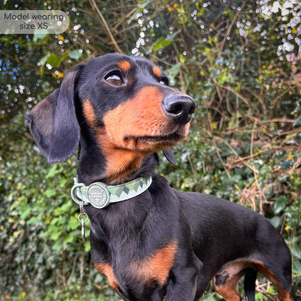 Collar – Walkies Ready® Forest Green