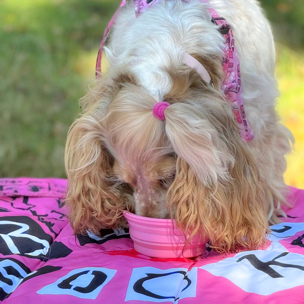 Collapsible Dog Bowl - Mean Girls
