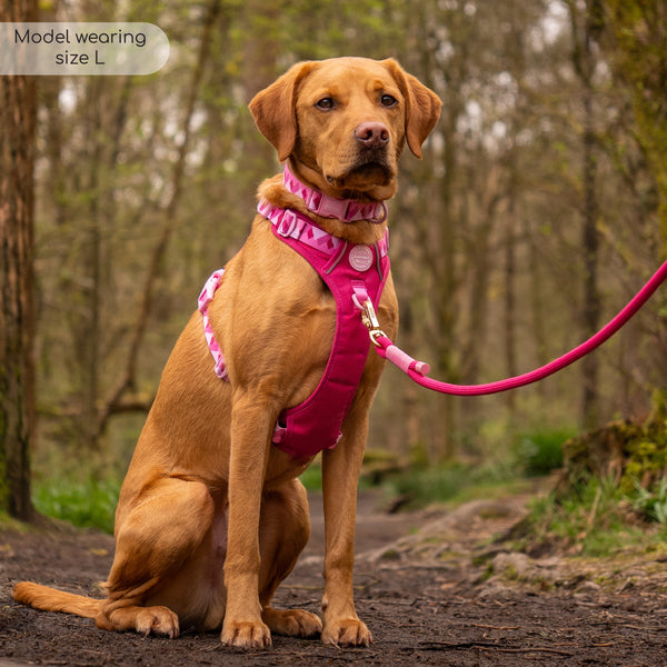 Collar – Walkies Ready® Raspberry Pink