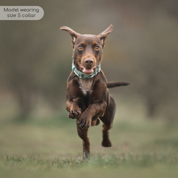 Collar – Walkies Ready® Forest Green