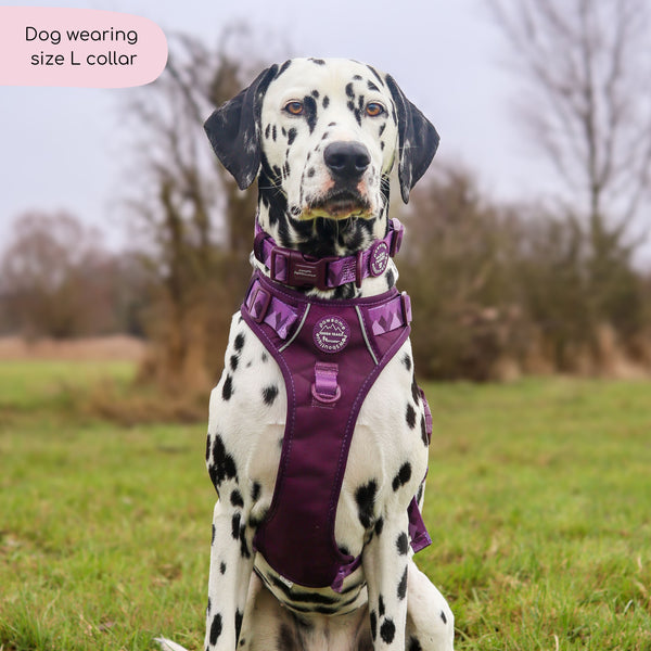Collar – Walkies Ready® Plum