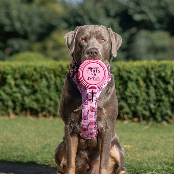 Collapsible Dog Bowl - Mean Girls