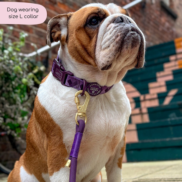 Collar – Walkies Ready® Plum