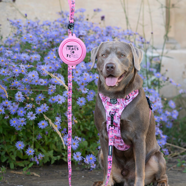 Collapsible Dog Bowl - Mean Girls