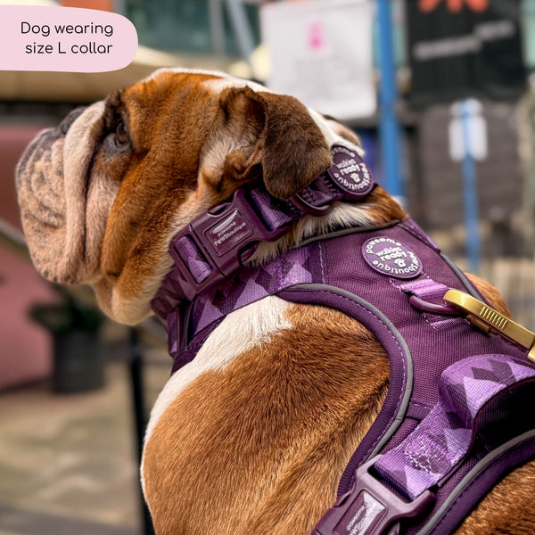 Collar – Walkies Ready® Plum
