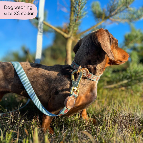 Disney© Collar - Gingerbread Bear Sage