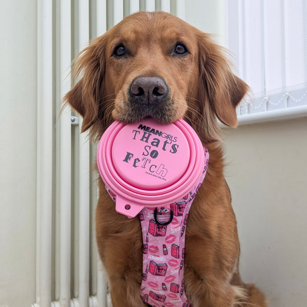 Collapsible Dog Bowl - Mean Girls