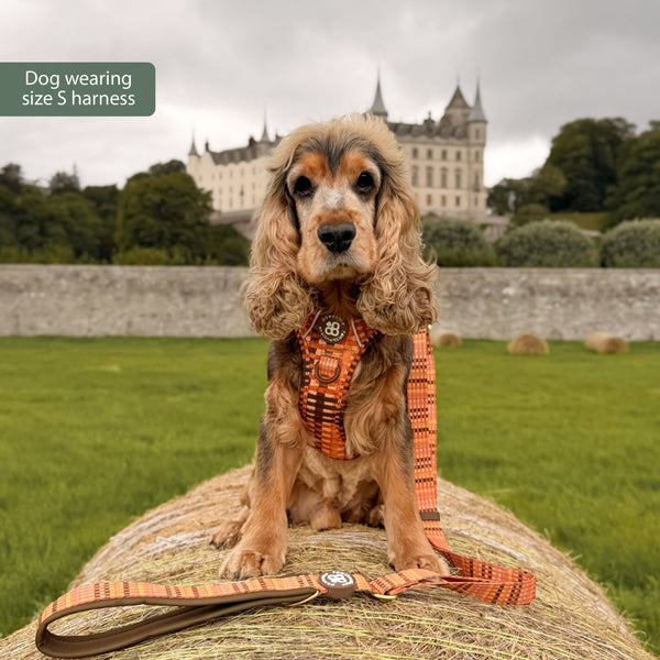Tough Trails™ Harness -  Golden Acre