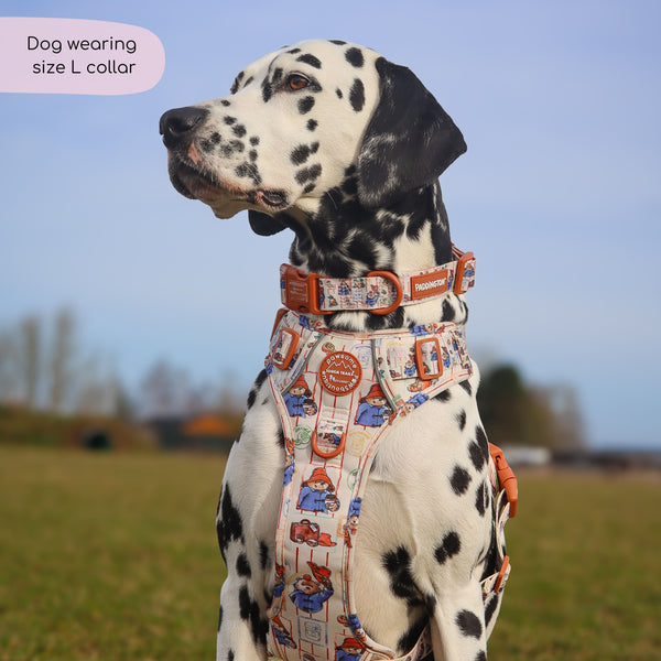 Paddington™ Collar - Peckish Paddington