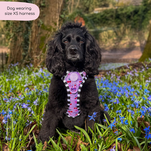 Tough Trails™ Harness -  Cherry Bomb