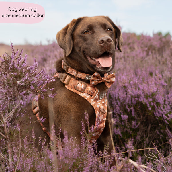 Collar - Cinnamon Spice
