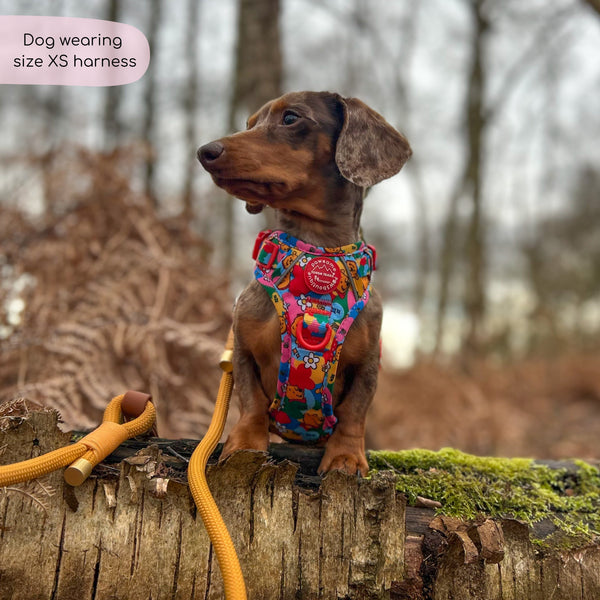 Disney© Tough Trails™ Harness - Winnie Goes Retro