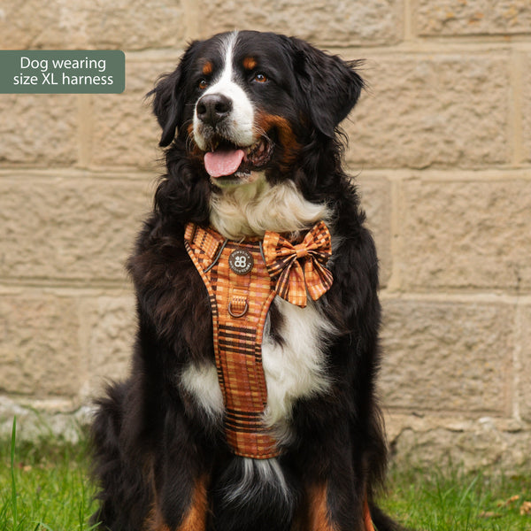 Tough Trails™ Harness -  Golden Acre