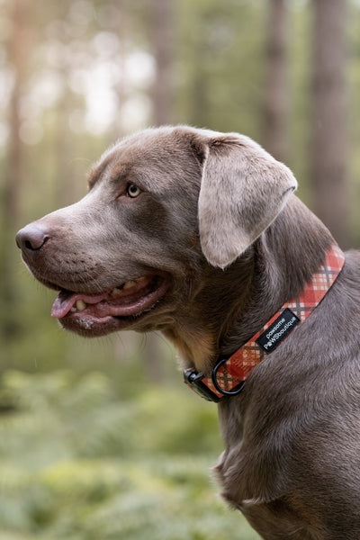 Collar – Pumpkin Plaid