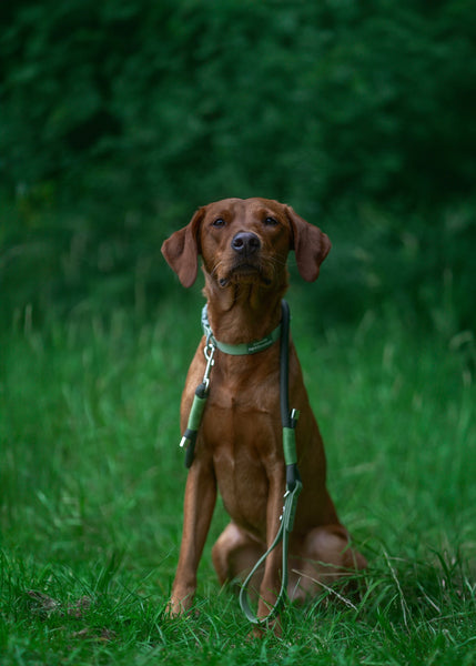 Waterproof Collar - Green