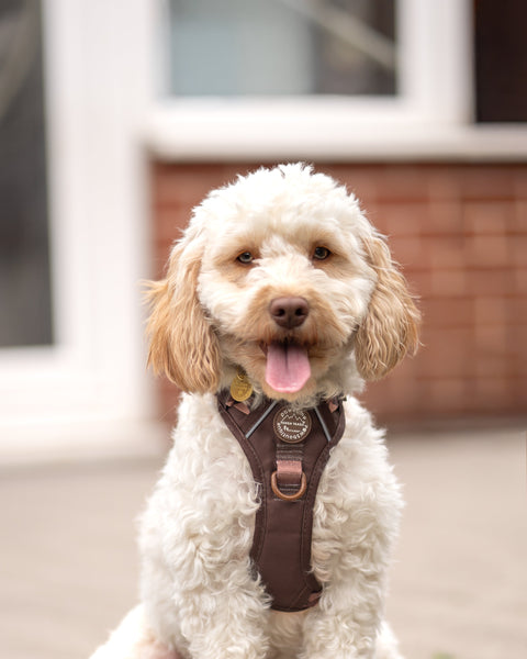 Tough Trails™ Harness - Walkies Ready® Chocolate Brown