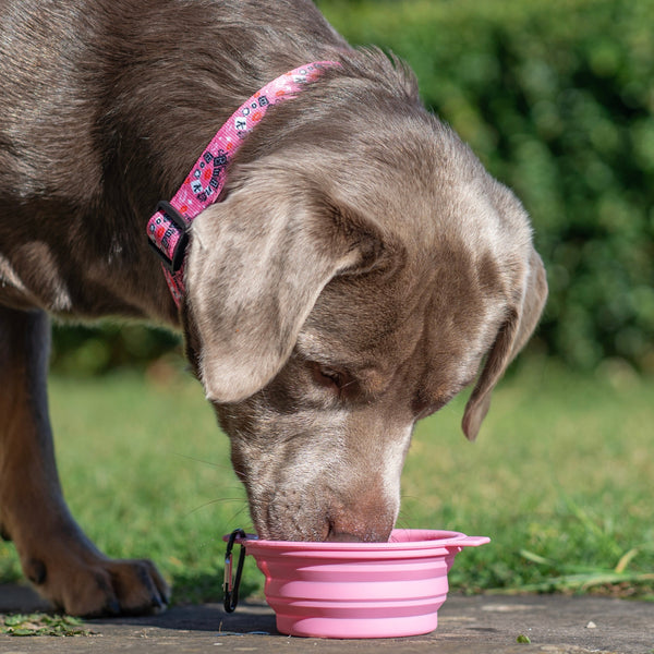 Collapsible Dog Bowl - Mean Girls