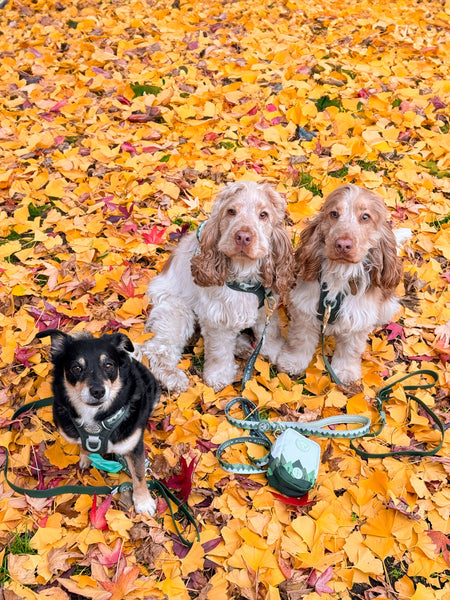 Lead - Walkies Ready® Forest Green