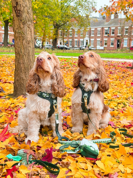 Lead - Walkies Ready® Forest Green