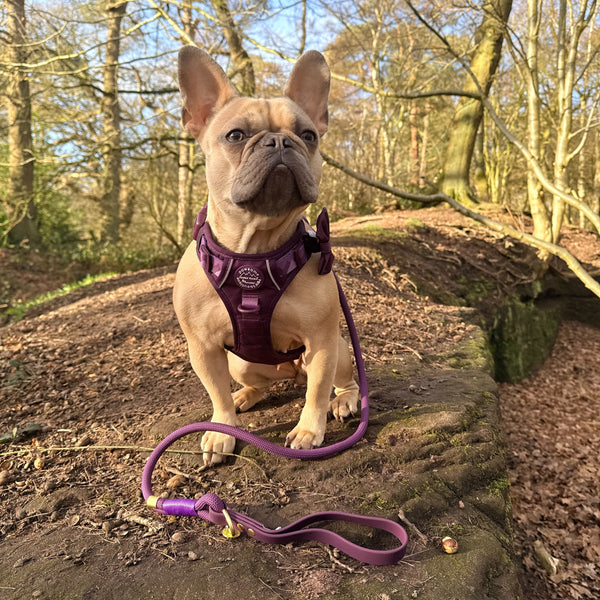 4ft Rope Lead - Walkies Ready® Plum