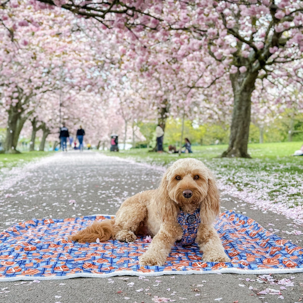 Dog Blanket - Rise & Shine