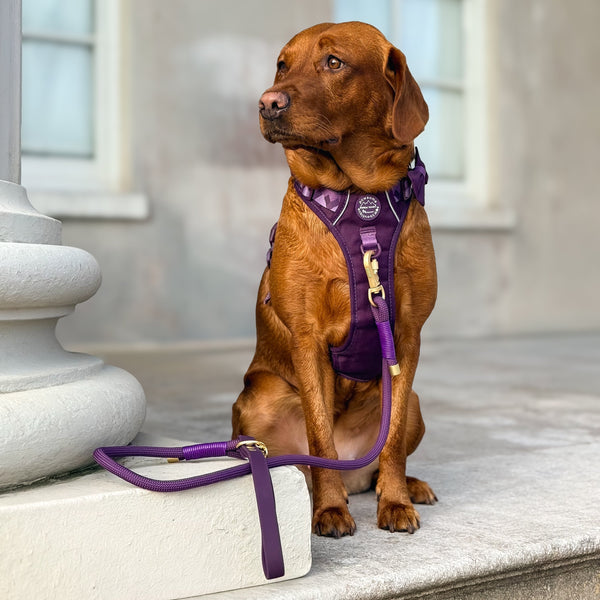 4ft Rope Lead - Walkies Ready® Plum