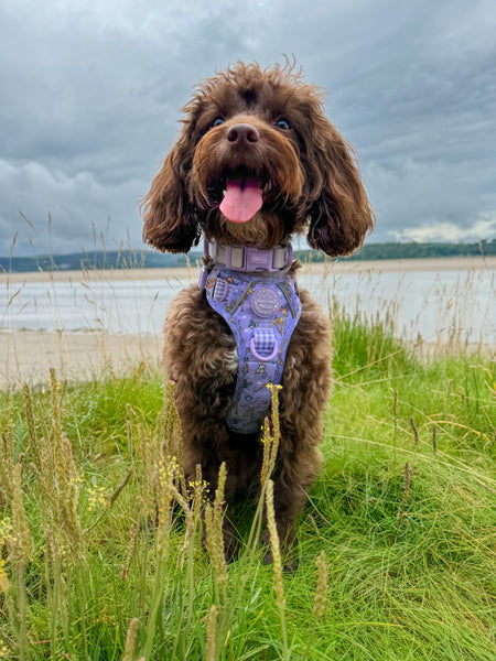 Waterproof Collar - Lilac