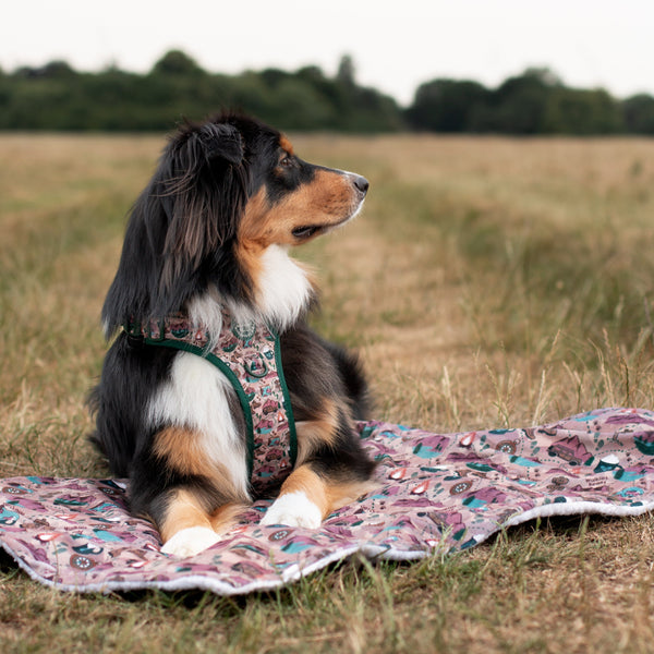 Dog Blanket - Adventure Awaits