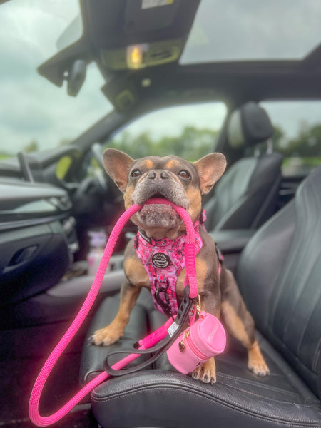 4ft Rope Lead - Mean Girls - Pink and Black