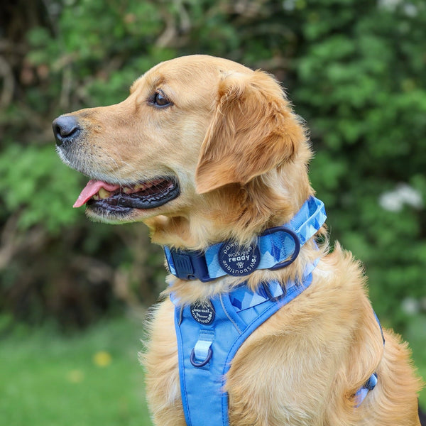 Adventure Collar - Cornflower Blue (Size Large Only)
