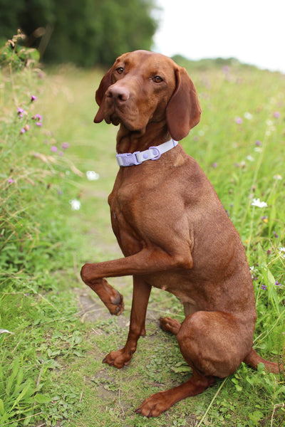 Waterproof Collar - Lilac