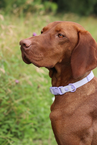 Waterproof Collar - Lilac