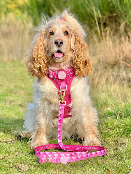 Lead - Walkies Ready® Raspberry Pink