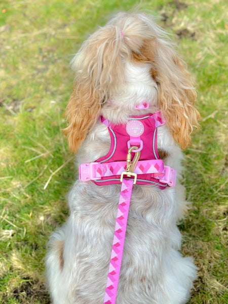 Lead - Walkies Ready® Raspberry Pink