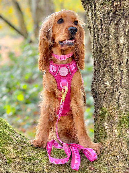 Lead - Walkies Ready® Raspberry Pink