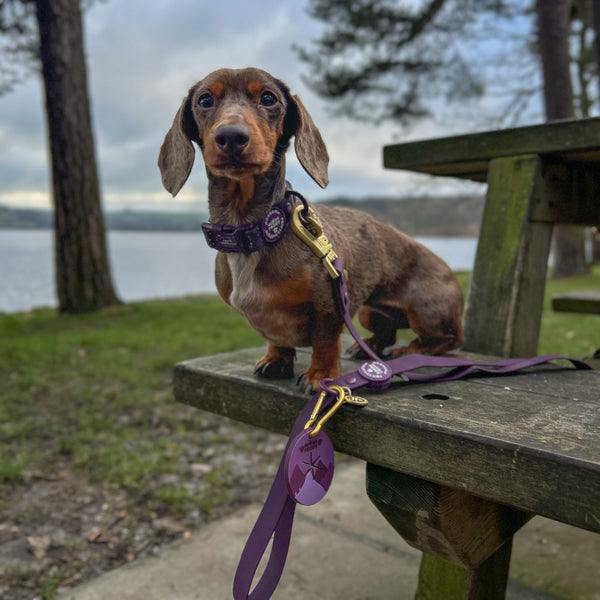 Pawsome Poop Pocket - Walkies Ready® - Plum