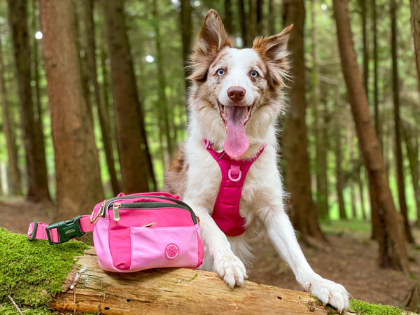 All In One Bumbag - Walkies Ready® Pink/Green