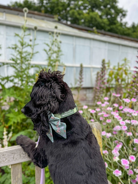 Waterproof Collar - Green