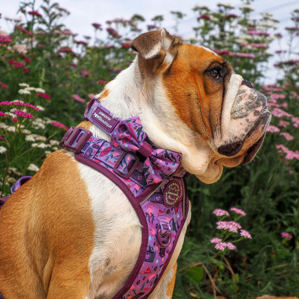 Bow Tie - Roaming Wild