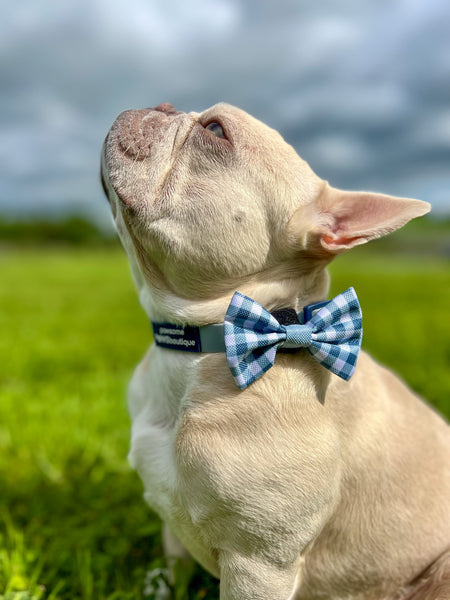 Waterproof Collar - Dusky Blue + Navy