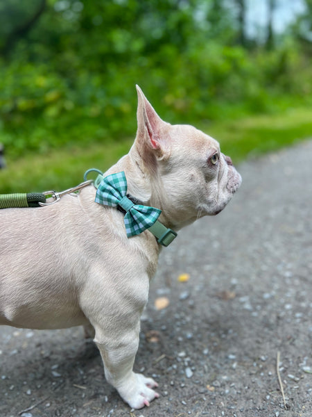 Waterproof Collar - Green